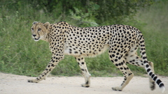 Animals cheetahs