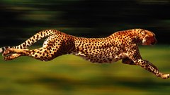 Animals cheetahs