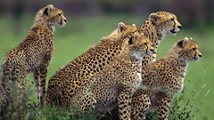 Animals cheetahs