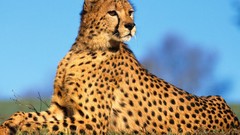 Animals cheetahs