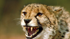 Animals cheetahs