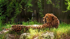 Animals cheetahs