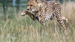Animals cheetahs