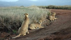 Animals cheetahs