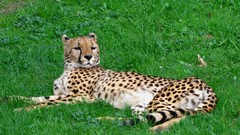 Animals cheetahs