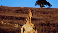 Animals cheetahs