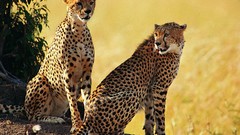 Animals cheetahs