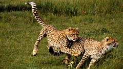 Animals cheetahs