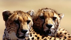 Animals cheetahs