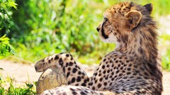 Animals cheetahs