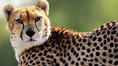 Animals cheetahs
