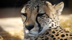 Animals cheetahs