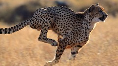 Animals cheetahs