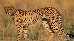 Animals cheetahs