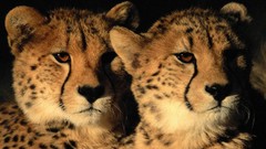 Animals cheetahs