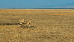 Animals cheetahs
