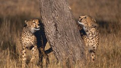 Animals cheetahs