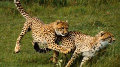 Animals cheetahs