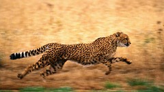 Animals cheetahs