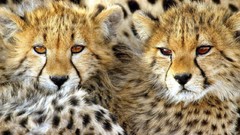 Animals cheetahs