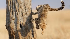 Animals cheetahs