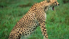Animals cheetahs