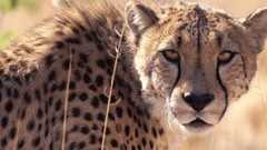 Animals cheetahs