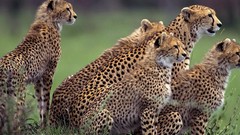 Animals cheetahs