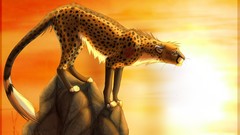 Animals cheetahs