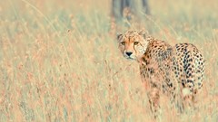 Animals cheetahs