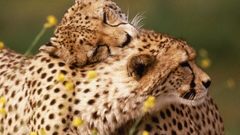 Animals cheetahs affection