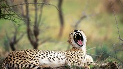 Animals cheetahs Africa