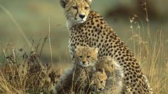 Animals cheetahs baby animals