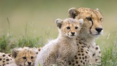Animals cheetahs baby animals