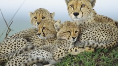 Animals cheetahs baby animals