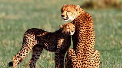 Animals cheetahs baby animals