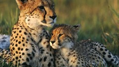 Animals cheetahs baby animals