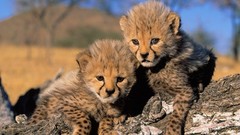 Animals cheetahs baby animals