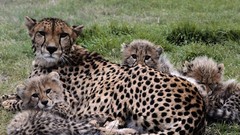 Animals cheetahs baby animals