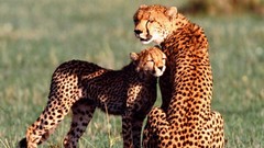 Animals cheetahs baby animals