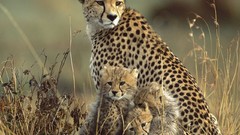 Animals cheetahs baby animals