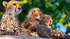 Animals cheetahs baby animals