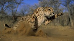 Animals cheetahs big cats sand jumping wildlife cats Mammals