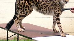 Animals cheetahs collar