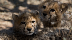 Animals cheetahs cubs