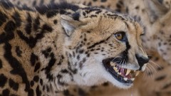 Animals cheetahs feline