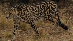 Animals cheetahs feline