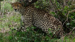 Animals cheetahs feline