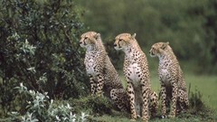Animals cheetahs feline