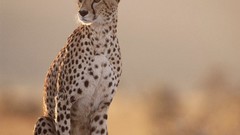 Animals cheetahs feline